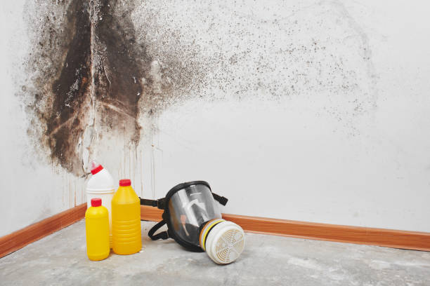 Best Mold Remediation for Specific Building Types in Anaheim, CA