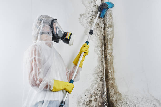 Professional Mold Remediation in Anaheim, CA